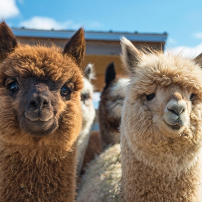 Walton Hall and Gardens are offering alpaca walks this summer