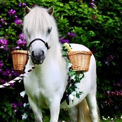 Cheshire Pony Parties has added wedding ponies to its repertoire