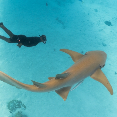 Honeymoon News: Calm Waters: Swim with Nurse Sharks: A Wellness-Led Ocean Encounter 