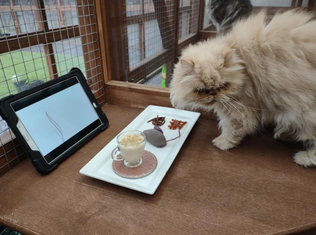 fluffy cat in pet hotel with ipad and breakfast