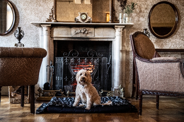 Little dog warming himself by the fire at Rookery Hall Hotel & Spa