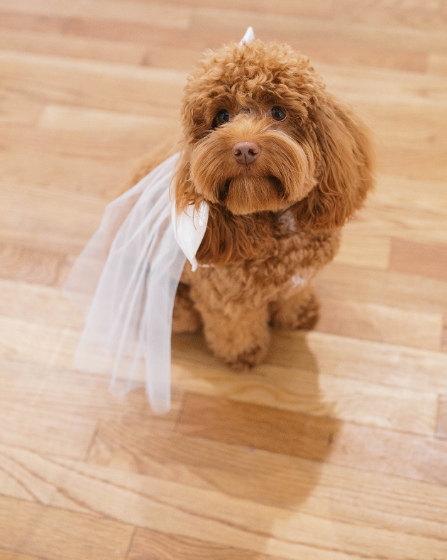 A design from the Ricca Sposa x Shaya Pets Pet Accessories Collaboration